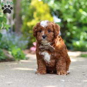 Theo, Cavapoo Puppy
